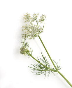 Our Organics Caraway seeds 20g